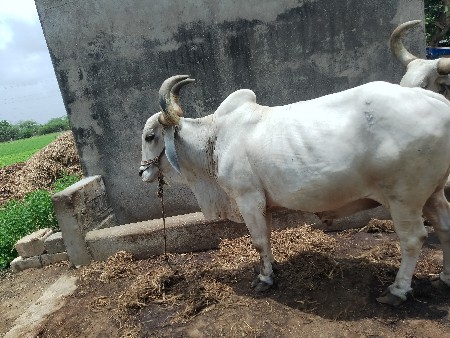 બળદ વેસવા નો સે
