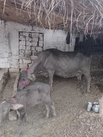 ભેંસ વેચવાની છે