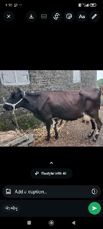 એસબ ગાય વેચવાની છે