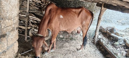 ગીરગાય..બીજું વેતર