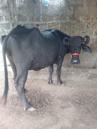 વેસવાની છે