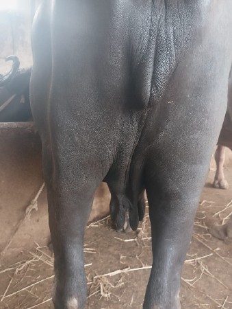 ભેસ વેસવાની
આ નંબર 7016548398