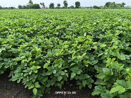 સોયાબીન નું બિયારણ