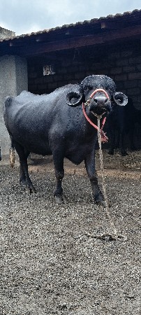 બે ખડેલી યુ વેશ ની છે સાટા પણ કરસુ