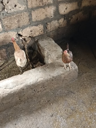 બે  મરઘી વેચવાની સે