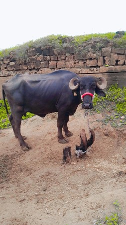 ખડેલી વેસવા ની સે