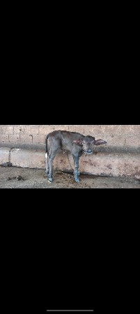 પાડો વેચવાનો છે