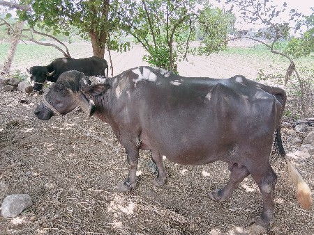 ભેંસ વેચવાની છે