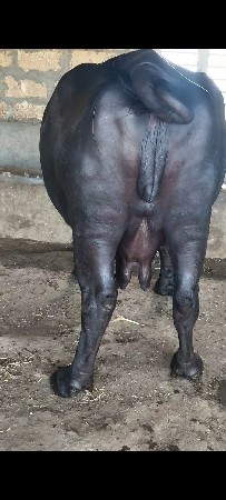 2 ભેંસુ વેચવાની છે