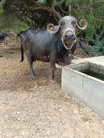 ભેંસ