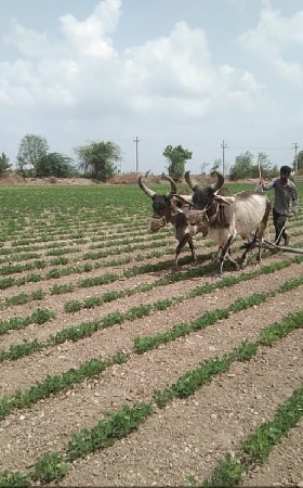 ગોધલા