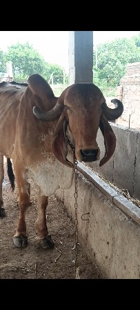 ઓરીજીનલ ગીર હોડકી સે