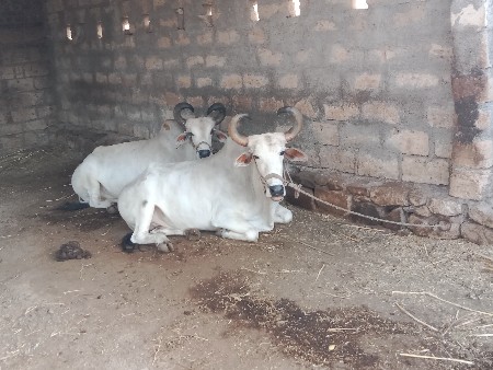 બણદ વેચવાના સાવસોજા