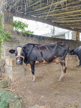 ગાય વેચવાની છે