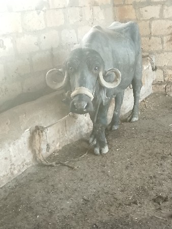 ખેડેલુ