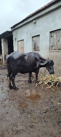 ભેંસ વેચવાની છે