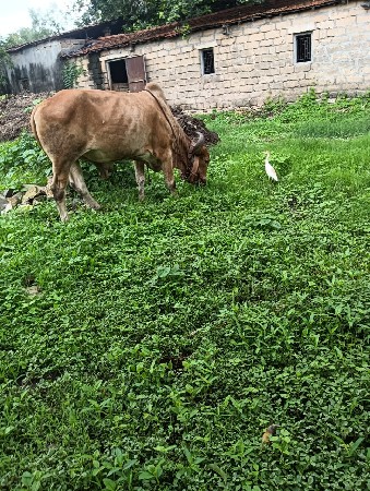 barthu