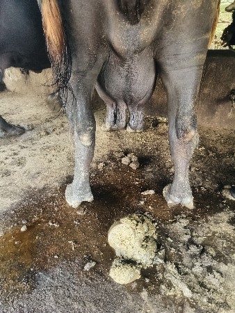 ભેંસ વેચવાની છે દસ દિવસની કાચી
