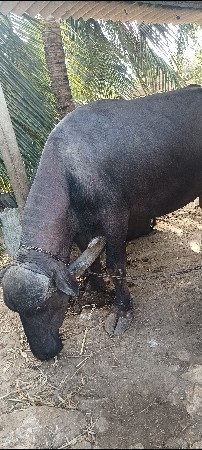 ૧ ભેસ  ૧ પાડો  ૨ ખડેલી