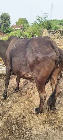 ગાય વેચવાની
