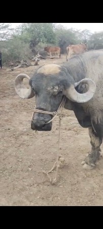 બીજો વાળો