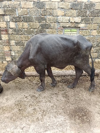 જાફરાબાદી ખડેલી