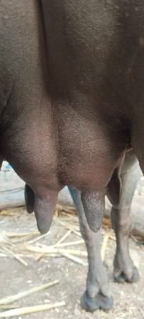 પેલુ વેતર