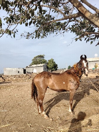 ઘોડી વેસવાનીસે