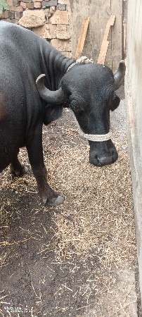 પેલા વેતર ની ખડેલી