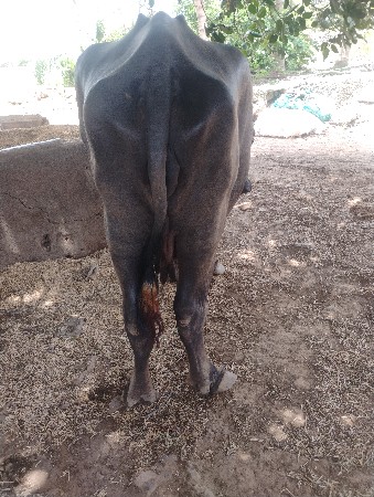 ભેંસ વેચવાની છે.