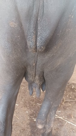 ભેસ વેસવાની છે