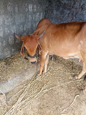 ગાય વેસવાની છે