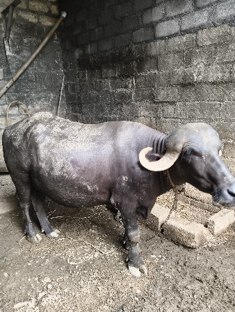 ખડેલી વેચાવ છે