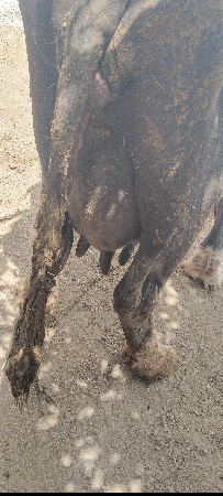 2 ભેંસ વેચવશે