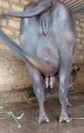 ખડૅલી વૅચવાની છૅ