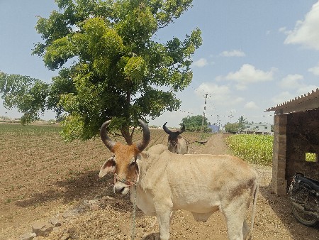 કચ્છી ગોધલા વેચવા ના