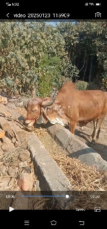 દેશી બળદ