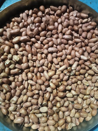 માંડવી નું બિયારણ આડી 41