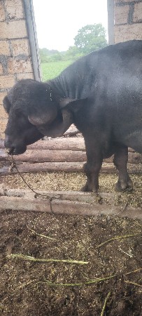 પાડો વેચવાનો છે