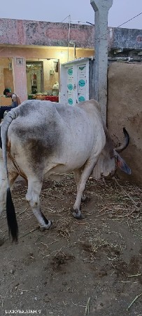 ગાય વેચવાની છે