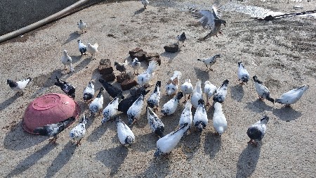 35 કબુતર છૅ