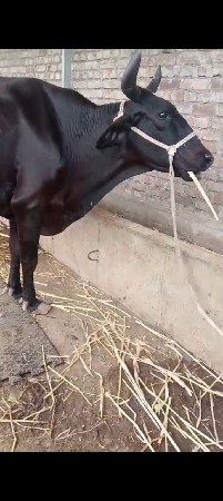 ગાય વેસવાની છે