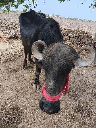 ભેંસ વેચવાની છે