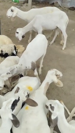 ભૂરા લમ દૂમ ઘેટાં