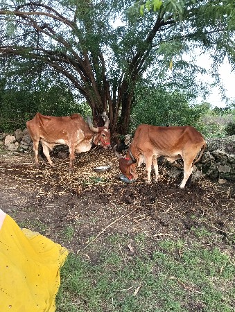 બળદ ગોઘલા વેચવાના છે