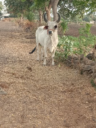 આ ગોદલો વેચવાનો છે