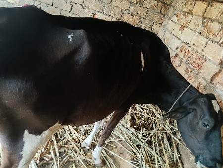 એસેફ ગાય દેવાનિ છે