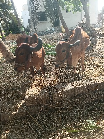 દેશી ગીર બળદ