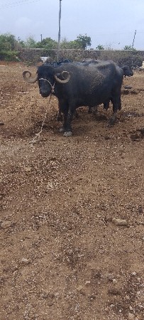 આ ભેંસ વેચવાની છે