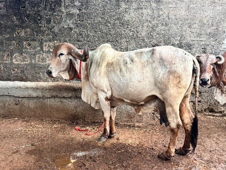 ગાય